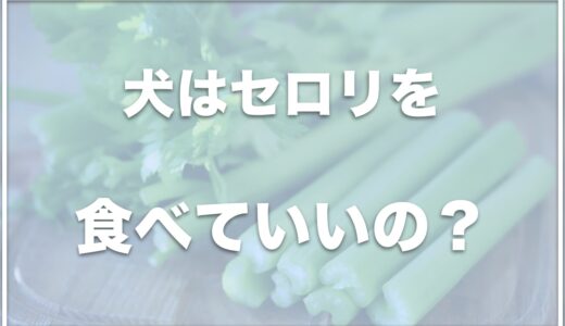 犬はセロリを生で食べれる？食べて大丈夫かレシピも調査！