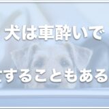 犬は車酔いで死亡する？車酔いしやすい犬種・よく吐く場合の対策やその後の対応も調査！