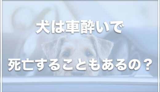 犬は車酔いで死亡する？車酔いしやすい犬種・よく吐く場合の対策やその後の対応も調査！