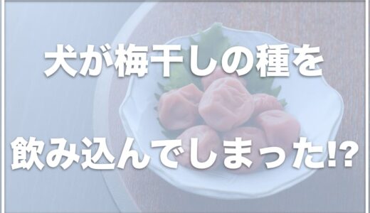 犬が梅干しの種を飲み込んだ・食べた！梅干しの種は胃で溶ける？生梅はNGかどうかも調査！