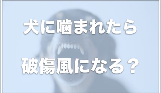 犬に噛まれた！破傷風になる確率は？血は出てない場合も小さな傷があるなら病院に行った方がいいか調査！