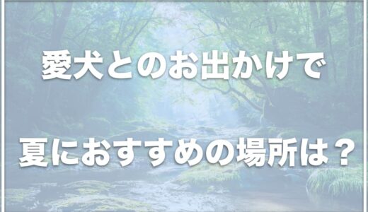 【夏に犬とお出かけ】涼しい場所は東海ではココ！おすすめの場所をチェック