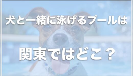 犬と一緒に泳げるプールは関東ならココ！清潔で綺麗なプールがある場所を紹介！