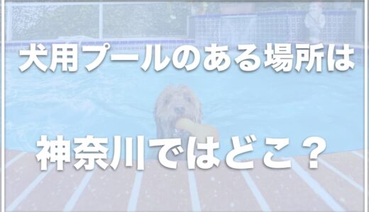 犬用プールのある場所は神奈川ではココ！初めての子でも安心して泳げる場所も！