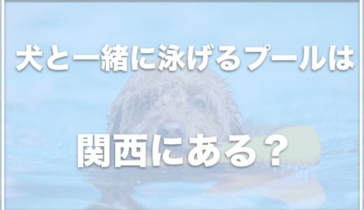 犬と一緒に泳げるプールは関西ではココ！ドッグランや宿泊施設を紹介