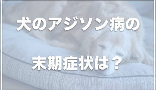 犬のアジソン病の末期症状は？散歩を嫌がる？薬代や寿命・食事についても調査！