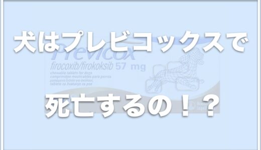 犬はプレビコックスで死亡することはある？副作用や犬への効果についても調査！