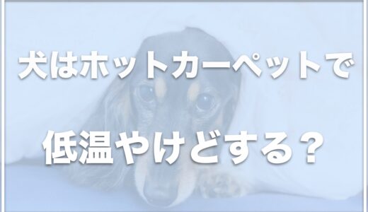 電気毛布は犬に危険！？ホットカーペットで低温やけどするのかも調査！