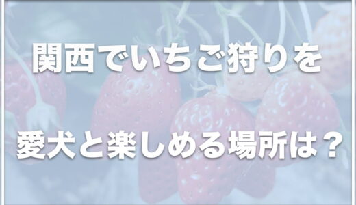 いちご狩りを犬同伴で楽しめる場所は関西ではココ！滋賀でいちご狩りを犬連れで楽しめる場所も紹介！