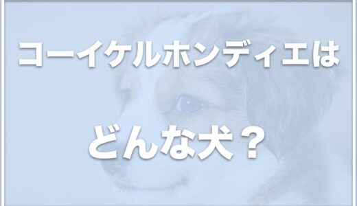 コーイケルホンディエの子犬の価格は？大きさや匂いはあるか・吠えることは少ないのか調査！