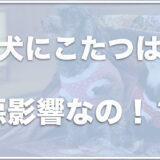 犬にこたつは悪影響！？失明することも？こたつの中で寝るのは危ないのかも調査！