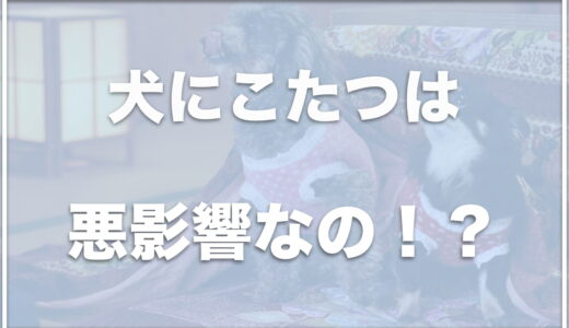 犬にこたつは悪影響！？失明することも？こたつの中で寝るのは危ないのかも調査！