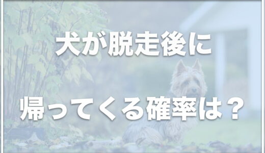 犬が脱走後に帰ってくる確率は？迷子犬が見つからない理由・行動パターンや脱走した場合の捕まえ方を調査！