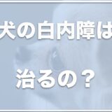 犬の白内障は治る？進行スピードやほっとくとどうなるか・寿命についても調査！