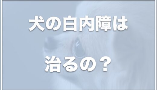 犬の白内障は治る？進行スピードやほっとくとどうなるか・寿命についても調査！