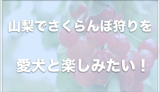 【さくらんぼ狩り】山梨でペット可の場所は？さくらんぼ狩りを犬としたい人におすすめの場所を紹介！