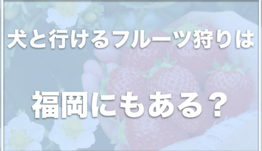 犬と行けるフルーツ狩りは福岡ならココ！いちご狩りをペット可で楽しめる場所は福岡にあるか調査！