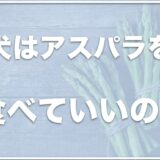 犬は腎不全でもアスパラを食べれる？生で食べさせても大丈夫？アレルギーがあるかどうかも調査！