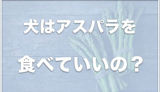 犬は腎不全でもアスパラを食べれる？生で食べさせても大丈夫？アレルギーがあるかどうかも調査！