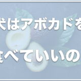 犬がアボカドを食べれるは嘘！致死量はどれくらい？食べた・舐めた場合の対処法も紹介！