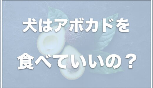 犬がアボカドを食べれるは嘘！致死量はどれくらい？食べた・舐めた場合の対処法も紹介！