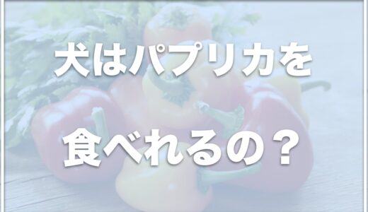 犬はパプリカを食べれる？生で食べていいのか腎臓病でもパプリカを食べれるのか調査！