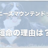 バーニーズマウンテンドッグが短命の理由は？飼って後悔する理由や子犬の値段を調査！