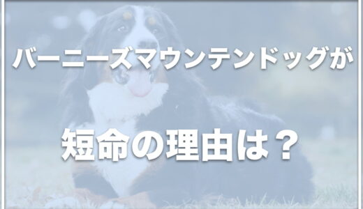 バーニーズマウンテンドッグが短命の理由は？飼って後悔する理由や子犬の値段を調査！