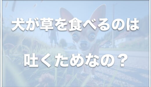 犬が草を食べるのは吐くため？食欲がない場合は病気かも？やめさせる方法も紹介！