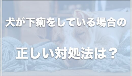 犬の下痢を治す方法は何？元気で食欲ある場合は大丈夫？下痢を繰り返すけれど元気な場合も調査！