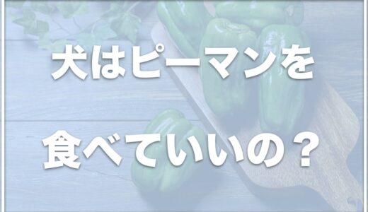 犬はピーマンを食べれる？生で食べていい？口臭予防になるかどうかも調査！