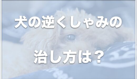 犬の逆くしゃみの治し方は？ストレスが原因で起こる？気管虚脱との違いも紹介！