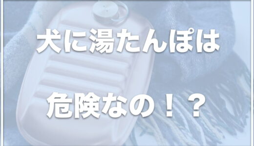 湯たんぽは犬に危険！？代わりにペットボトルは使える？100均にあるかどうかも調査！