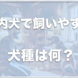 室内犬で飼いやすい犬種ランキングはこちら！一人暮らしでも飼いやすい犬ランキングも紹介！