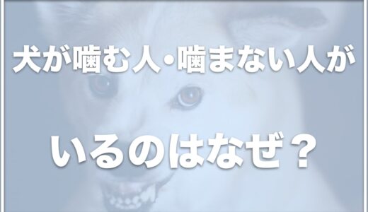 犬が噛む人と噛まない人が家族で違うのはなぜ？甘噛みする人としない人の違いも紹介！