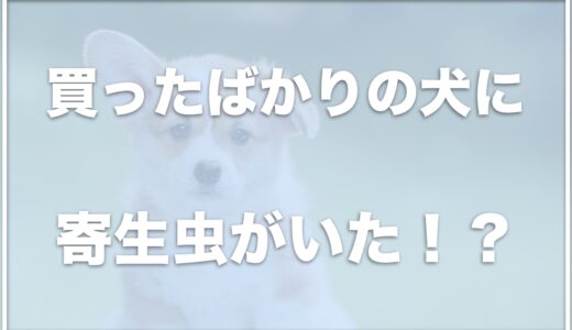 買ったばかりの犬に寄生虫がいた！？回虫が出てきた場合の完治までの時間やプロセスを紹介！