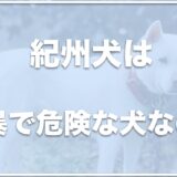 紀州犬は危険な犬？ピットブルより強い？寿命や性格も調査！