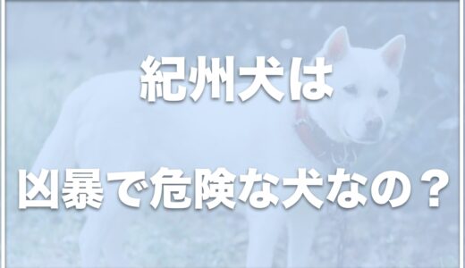 紀州犬は危険な犬？ピットブルより強い？寿命や性格も調査！