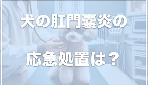 犬のこうもんのうえんの応急処置は？初期症状は何？犬は破裂することもあるのか調査！