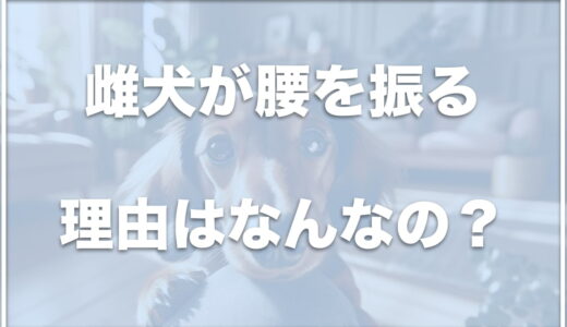 雌犬が腰を振る理由は何？マウンティングはヒート中に多い？ぬいぐるみにすることも多いか紹介！