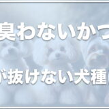 臭わない・毛が抜けない犬は？小型犬や中型犬・大型犬で臭いがなく抜け毛が少ない犬を紹介！