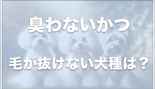 臭わない・毛が抜けない犬は？小型犬や中型犬・大型犬で臭いがなく抜け毛が少ない犬を紹介！