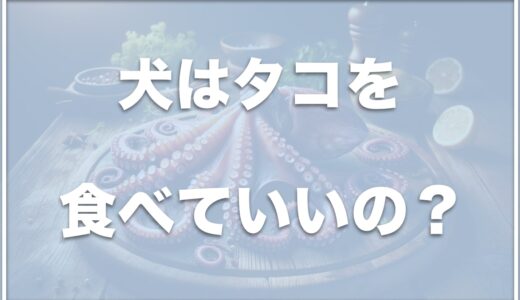 犬はタコを食べれる？たこ焼きを食べて死亡することがあるのかも調査！