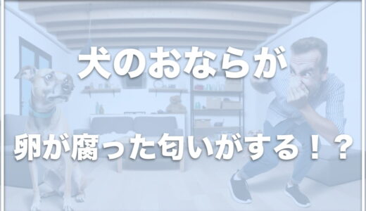 犬のおなら・すかしっぺが臭い！卵の腐った匂いがするのは病気？おならの回数が多いのは大丈夫か調査！