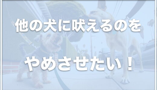 他の犬に吠えるのをやめさせたい！散歩中に吠えるのをやめさせる方法を紹介！