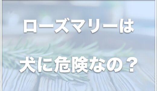 ローズマリーは犬に危険？てんかんの持病がある場合はダメ？効果効能を紹介！