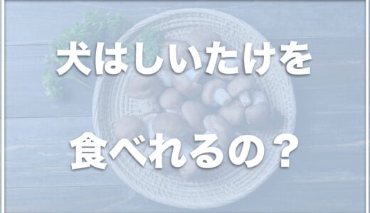 犬は椎茸を食べれる？肝臓や腎臓が悪い場合に食べて大丈夫なのかも紹介！