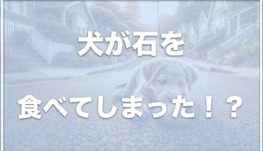 犬が石を食べる！吐く場合は大丈夫？石を食べる原因は何なのか紹介！