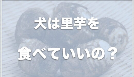 犬は里芋を食べれる？生で食べてしまったけど大丈夫？レシピや腎臓病でも食べていいか調査！