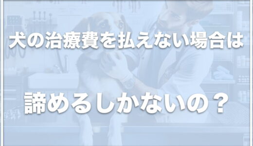 犬猫の治療費を払えない場合は諦めるしかない？知恵袋の情報や確定申告できるかも紹介！